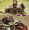 /album/srandovni-galerie-a-vtipne-obrazky/women-and-hippos-is-there-a-difference-jpg/